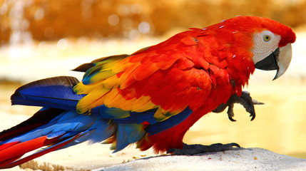 Un perroquet multicolore