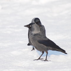 Jackdaw, Corvus monedula