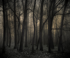 Mroczny las © Zbyszek Nowak
