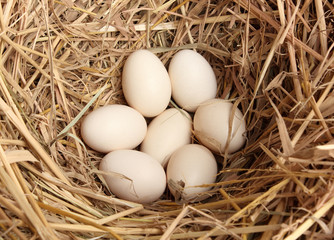 Fresh chicken eggs in straw nest