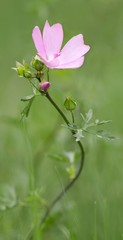 Moschus-Malve / Malva moschata