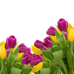 yellow and violet tulips