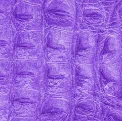 fragment of painted violet crocodile skin