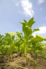 tobacco field.