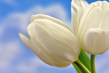 Białe tulipany na tle nieba