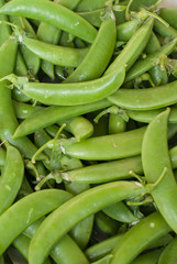 heaps of fresh crisp green peas in a pods. could be also used as