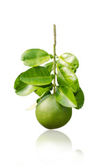 green grapefruit on white background
