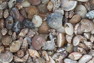 shells