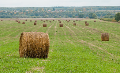 haystacks on the field