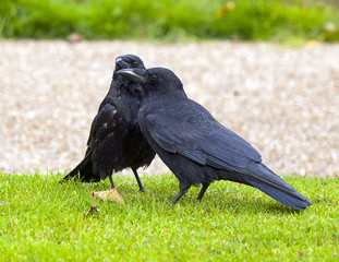 Crows