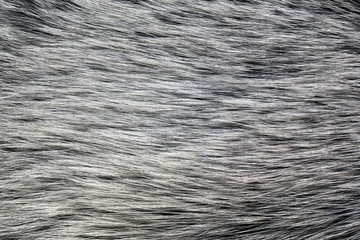 Closeup of fur texture as a background