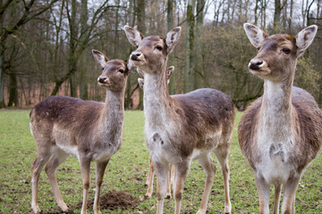 Rehe im Wildgehege von Düsseldorf