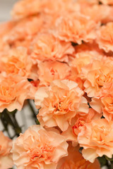 カーネーション