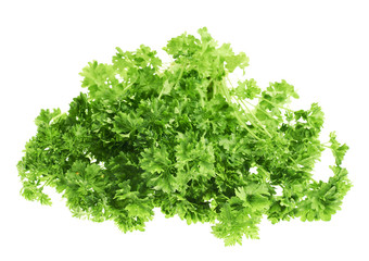 Fresh green parsley isolated