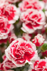 カーネーション