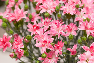 カーネーション