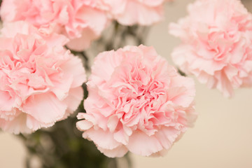 カーネーション