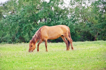 Naklejka na ściany i meble horse