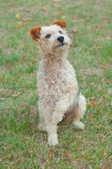 Fox terrier dog sitting in the grass