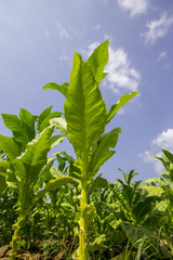 tobacco field.