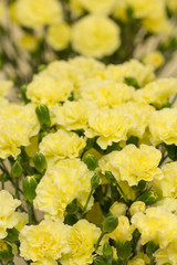 カーネーション