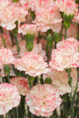 カーネーション