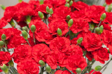 カーネーション