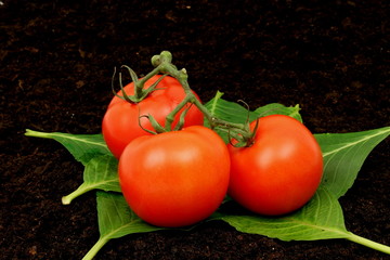 tomaten34