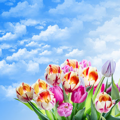Natur tulpen frohe ostern
