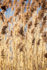 Common Reed (Phragmites) in the Pogoria III lake, Poland.