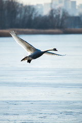 Swan flying against a background of blue ice lake.
