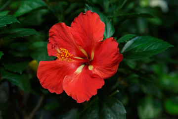 red Hibiscus flower in garden