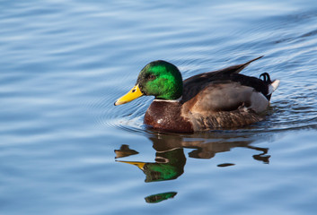 Obraz premium Canard colvert sur l'étang