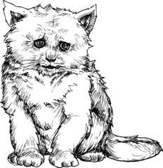hand drawn cat