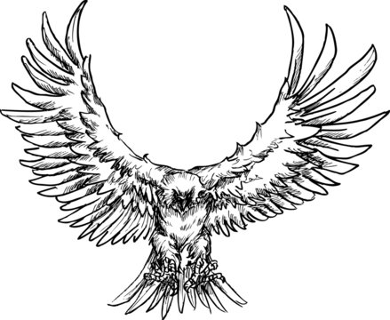 hand drawn eagle