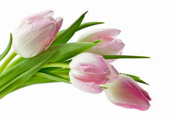 Piękne mokre tulipany