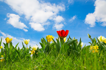blumen