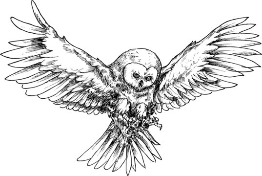 hand drawn owl