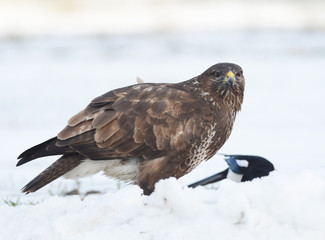 Common buzzard