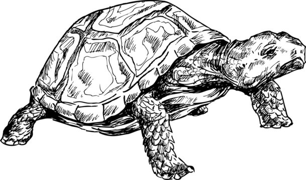 hand drawn turtle