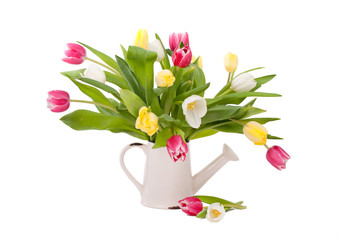 Tulpen in Blechkanne