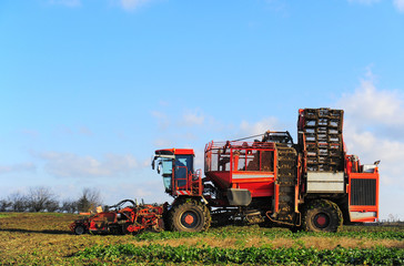 Maschine bei der Ernte von Zuckerrueben