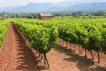 Fototapeta na wymiar Vineyards in Var (Provence)