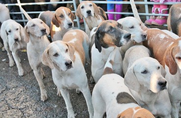 fox hunt Hounds in pen ready for the fox hunt