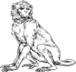 hand drawn monkey
