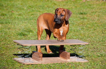 Rhodesian Ridgeback