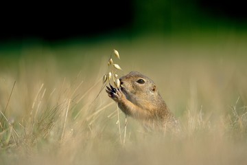 European ground squirrel with ear of avena