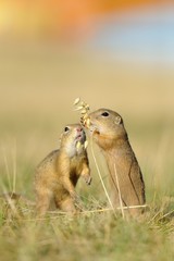Two european ground squirrel with ear of avena
