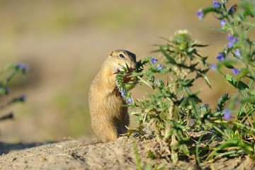 European ground squirrel in the flowers