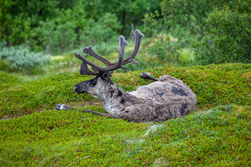 reindeer